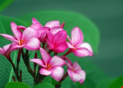文章縮圖