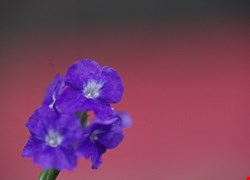 痔瘡病人術後須知