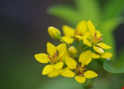 用藥指導-吃哪些藥時不能吃葡萄柚