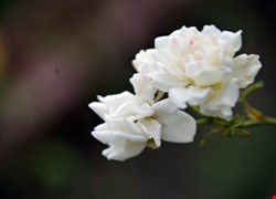 文章縮圖