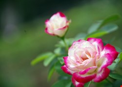 文章縮圖