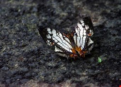 文章縮圖