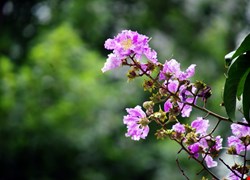 文章縮圖