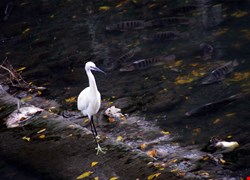 文章縮圖