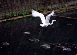 文章縮圖