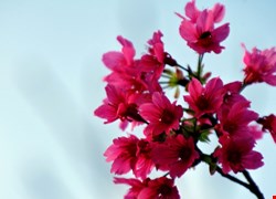 文章縮圖