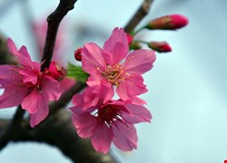 文章縮圖