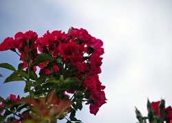 文章縮圖