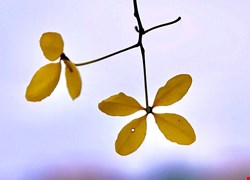 文章縮圖