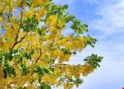 文章縮圖