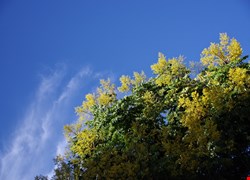 文章縮圖