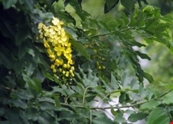 文章縮圖