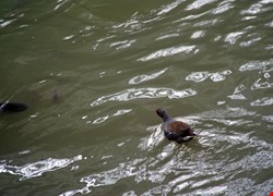 文章縮圖