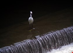文章縮圖