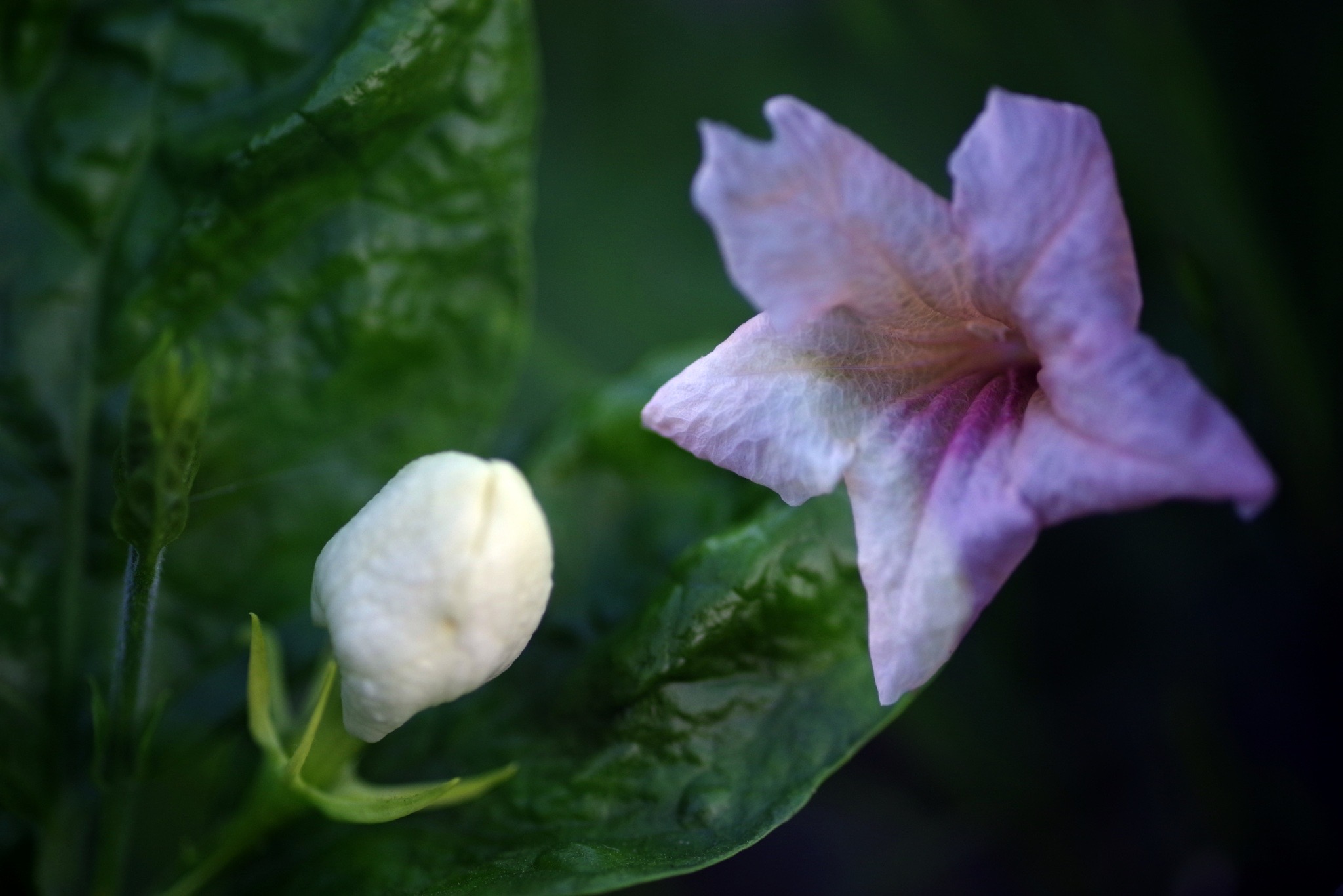 吸菸與中風