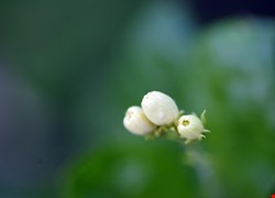 文章縮圖